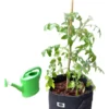 30 litros tomates2 Maceta Geotextil 30L GreenPoint – Versátil, Resistente y Lavable