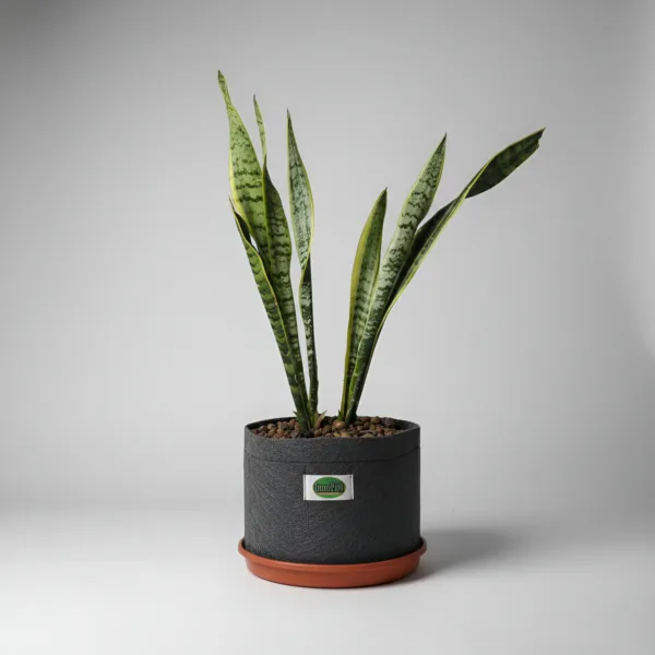 7 litros maceta geotextil Maceta green point 7 litros plato